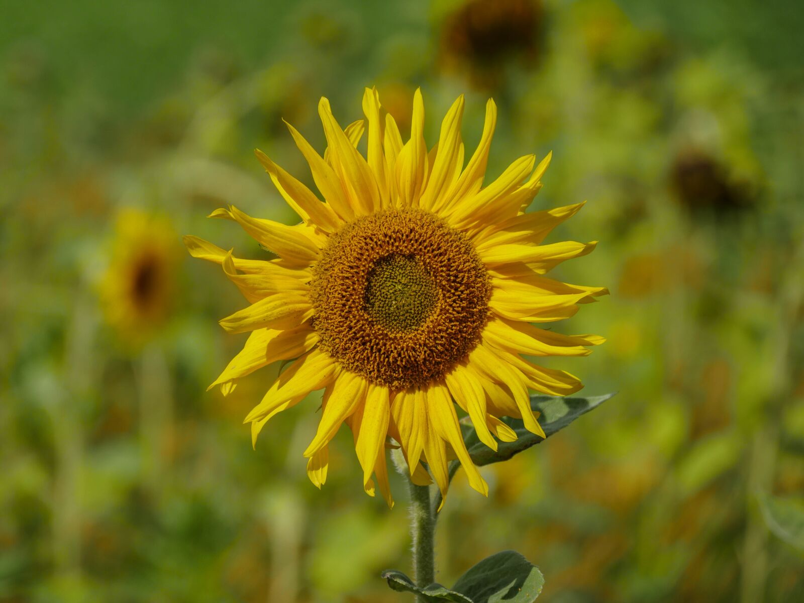 Panasonic Lumix DMC-GX8 sample photo. Sunflower, blossom, bloom photography