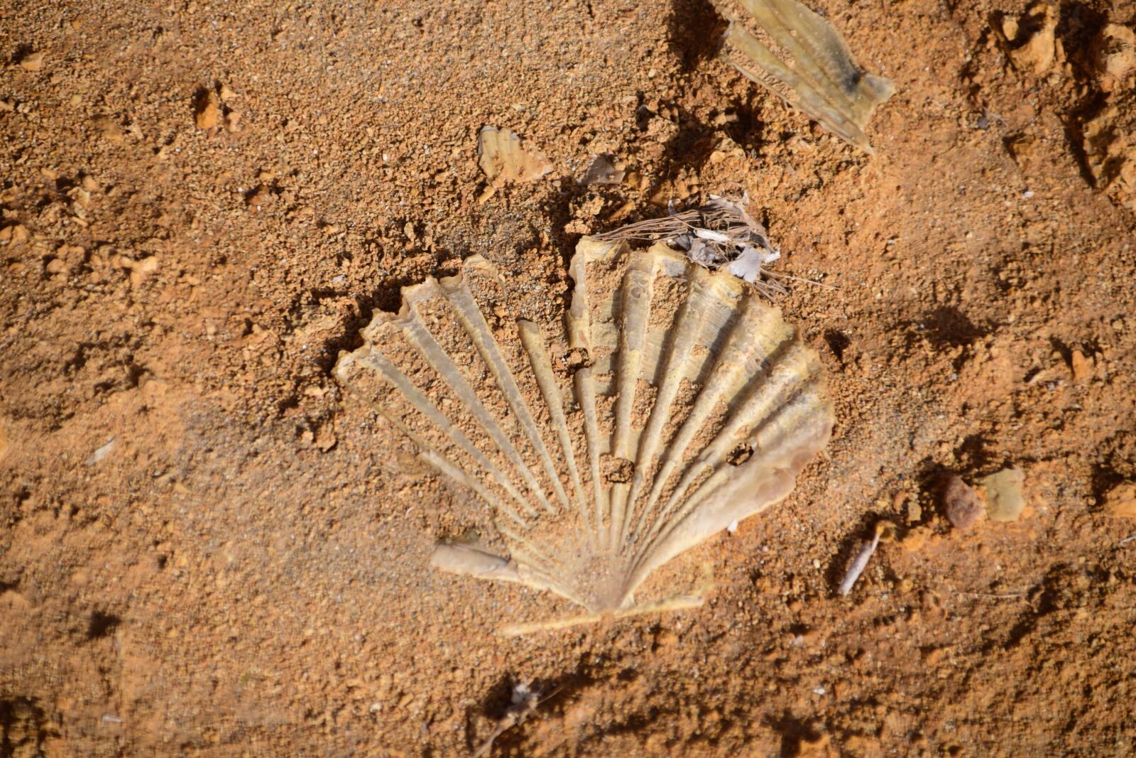 Nikon D3300 sample photo. Shell, beach, sand, desert photography
