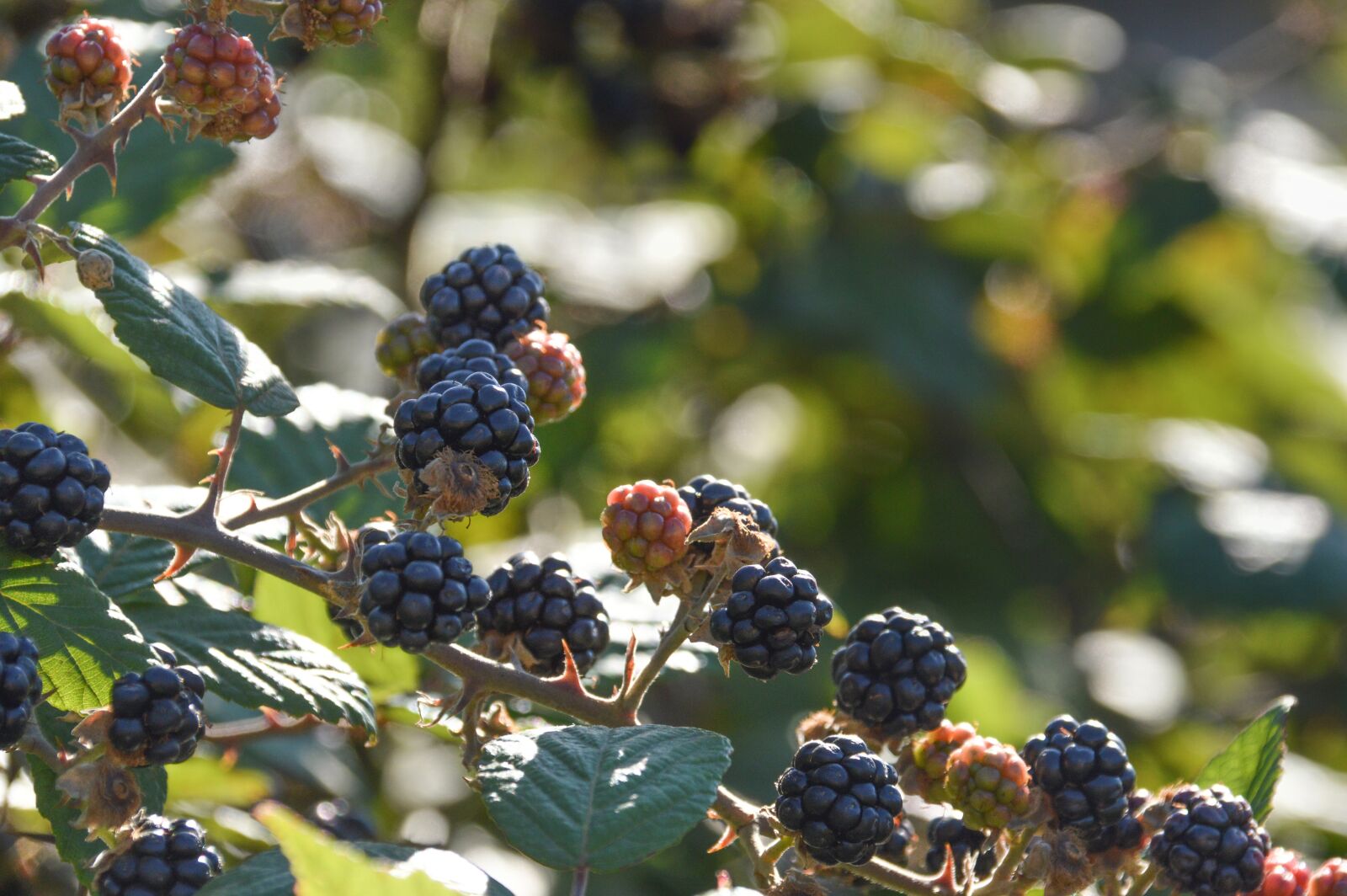 Nikon D3200 sample photo. Berries, blackberry, fruit photography