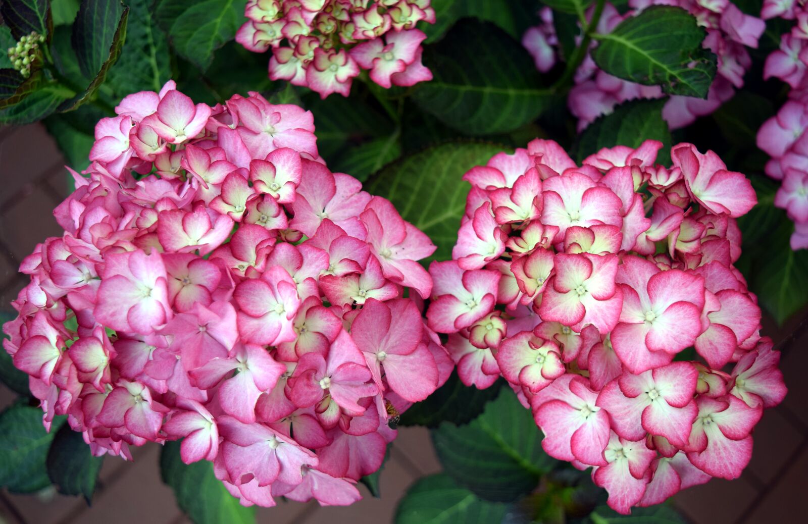 Nikon D5300 sample photo. Flower, hydrangea, blossom photography
