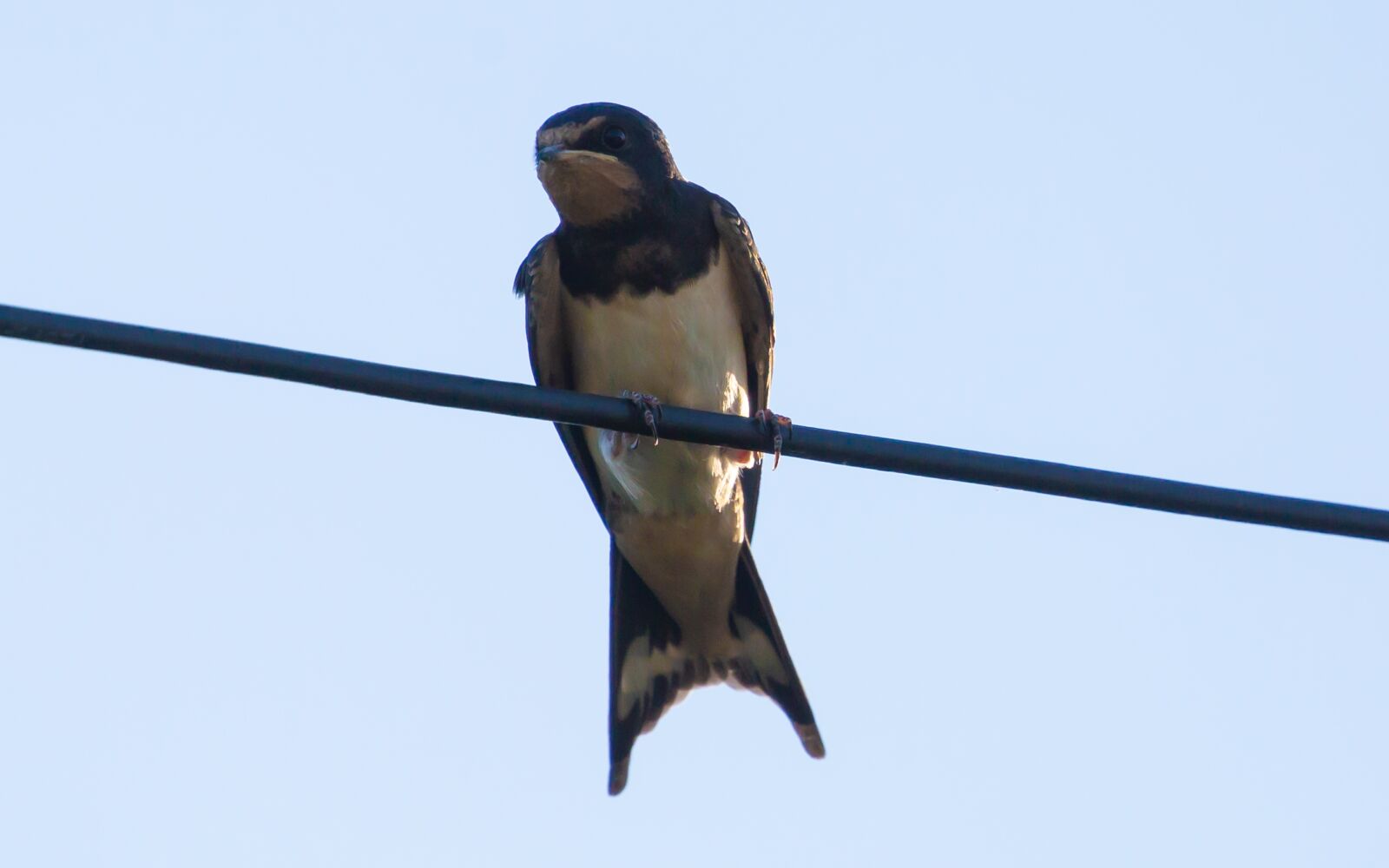 Canon EOS 5D Mark III sample photo. Swallow on a wire photography
