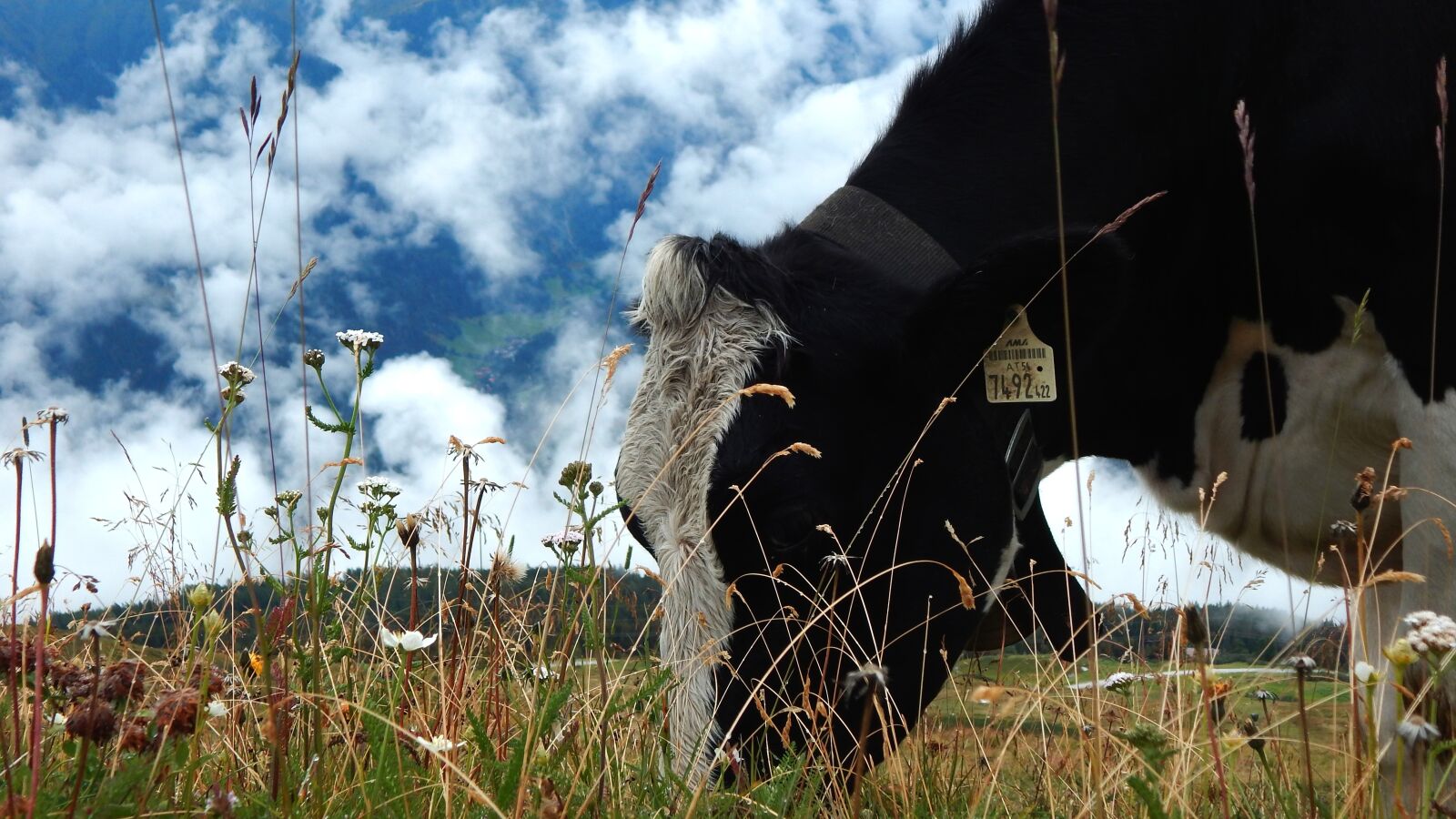 Nikon Coolpix L830 sample photo. Cow, cattle, mountains photography