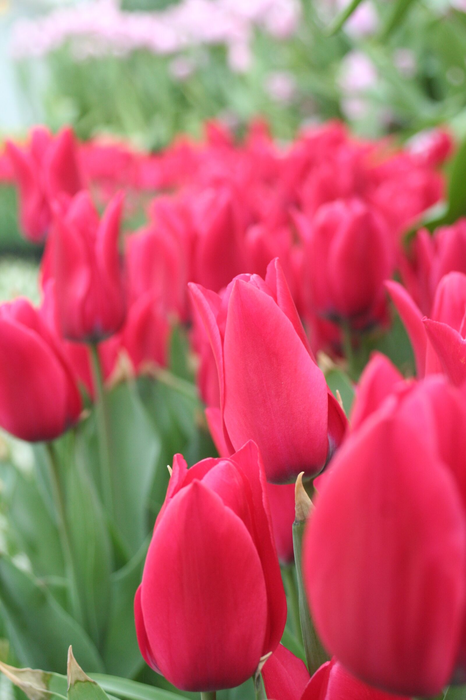 Canon EOS 350D (EOS Digital Rebel XT / EOS Kiss Digital N) sample photo. Red flowers, tulip, world photography