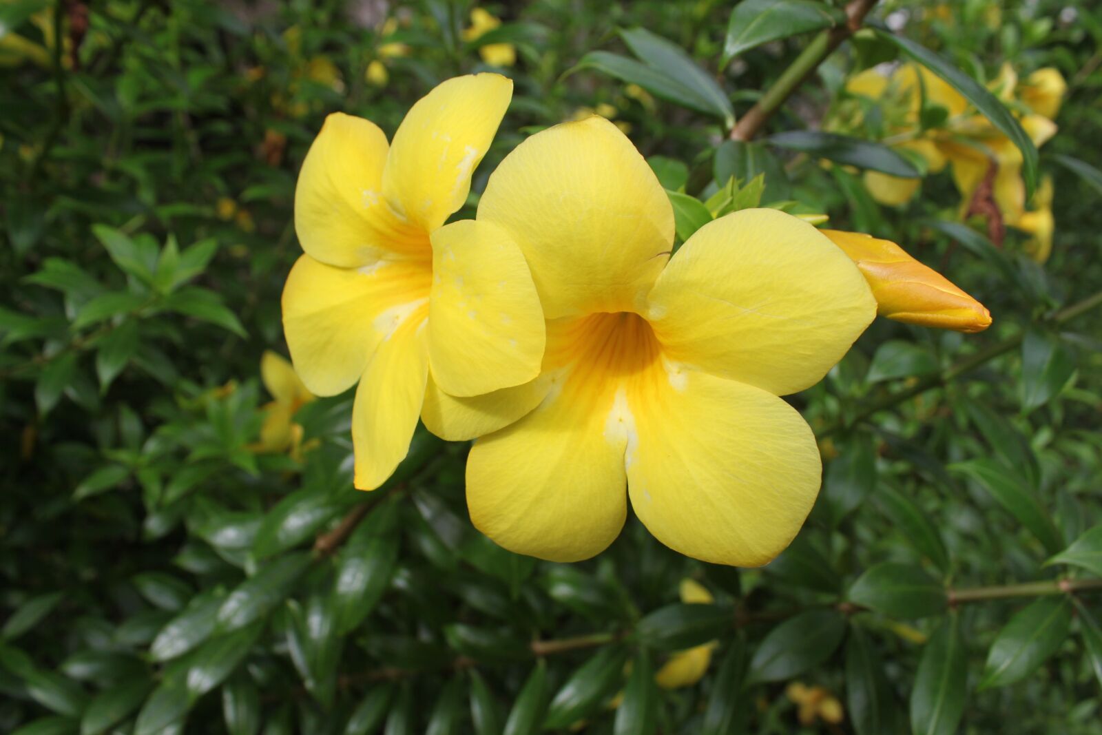 Canon EOS 500D (EOS Rebel T1i / EOS Kiss X3) sample photo. Beautiful flowers, yellow, yellow photography