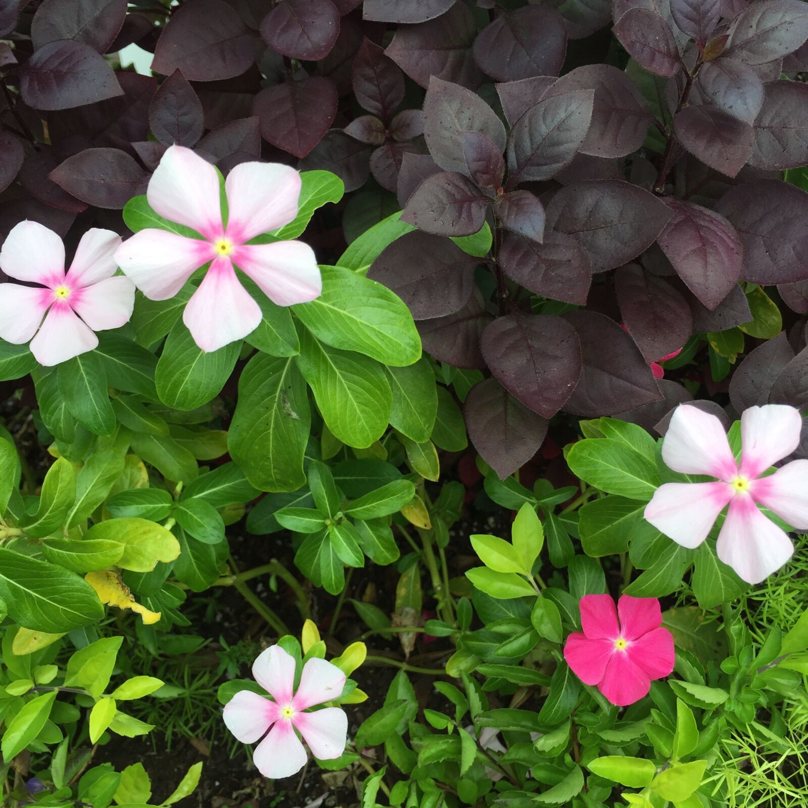 Apple iPhone 6 sample photo. Flower bed, color, spring photography
