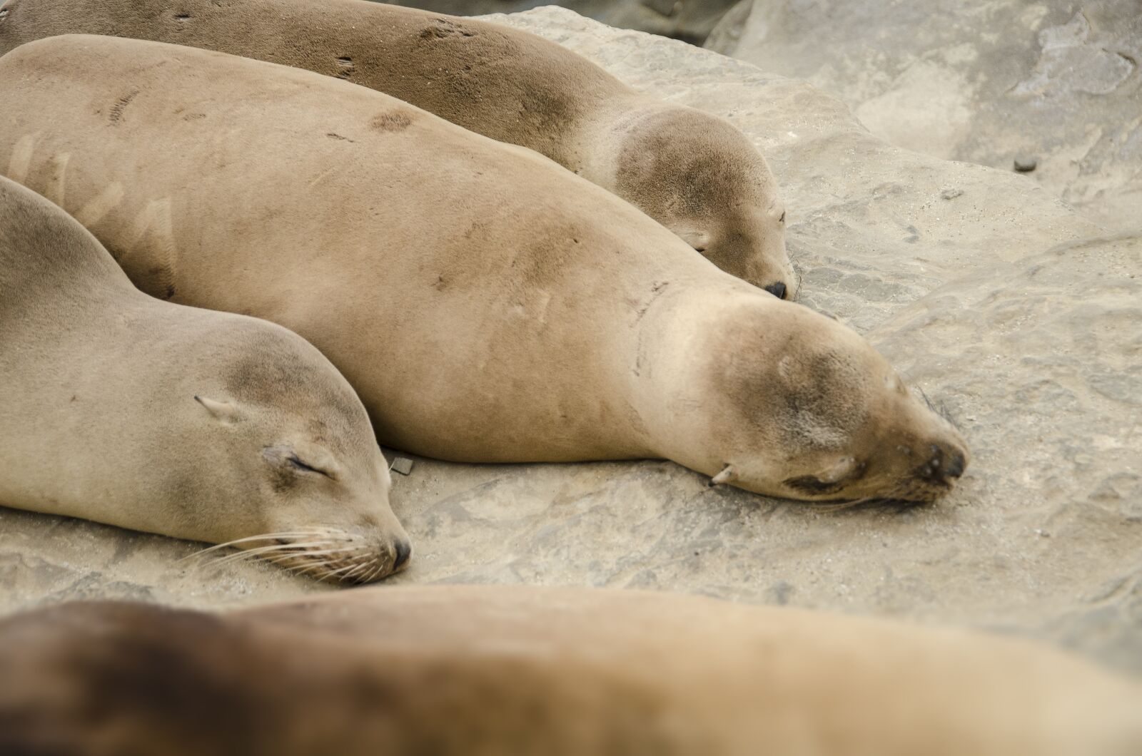 Nikon D7000 sample photo. Usa, california, la jolla photography