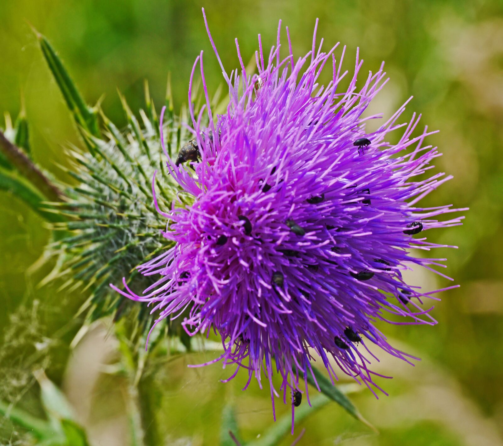 Panasonic Lumix DMC-G3 sample photo. Thistle flower, small beetle photography