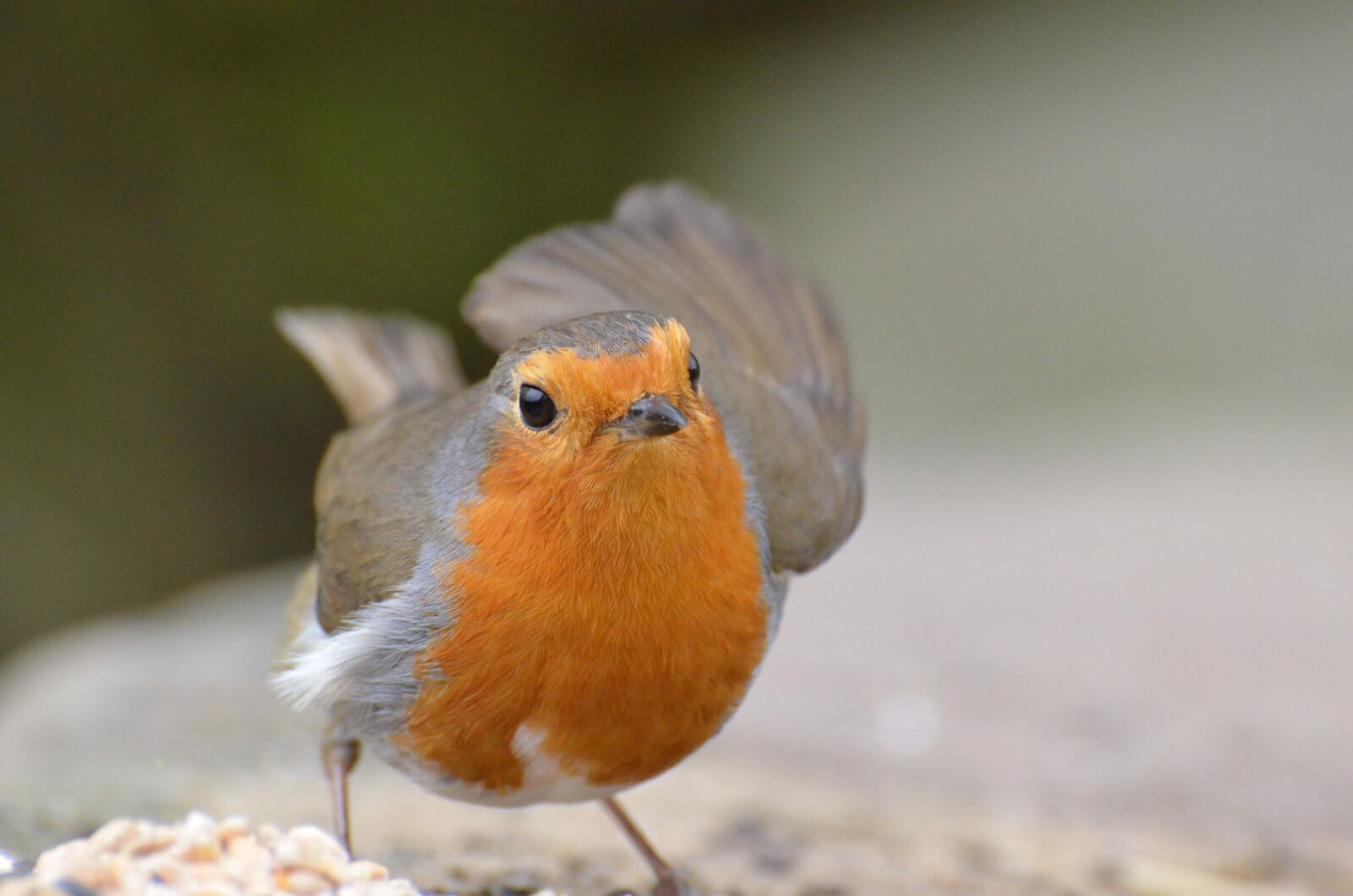 Nikon D5100 sample photo. Robin, birdsong, songbird photography