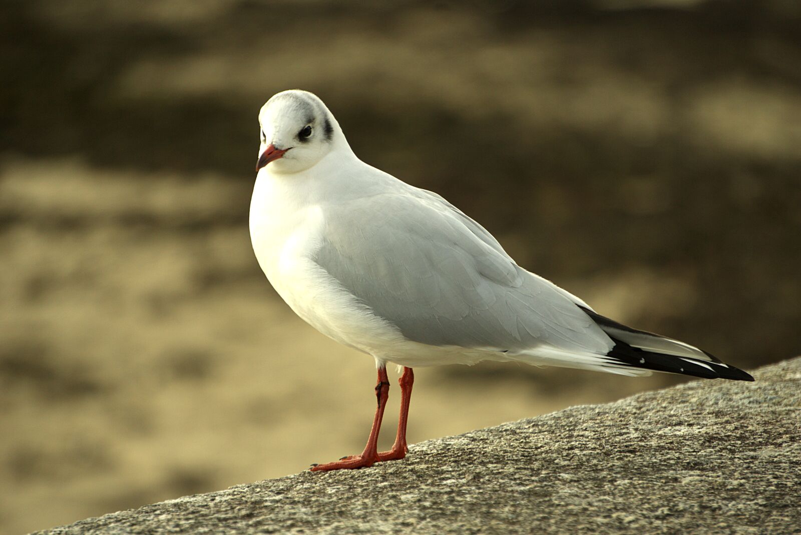 Sony a6000 sample photo. Seagull, black-headed gull, sea photography