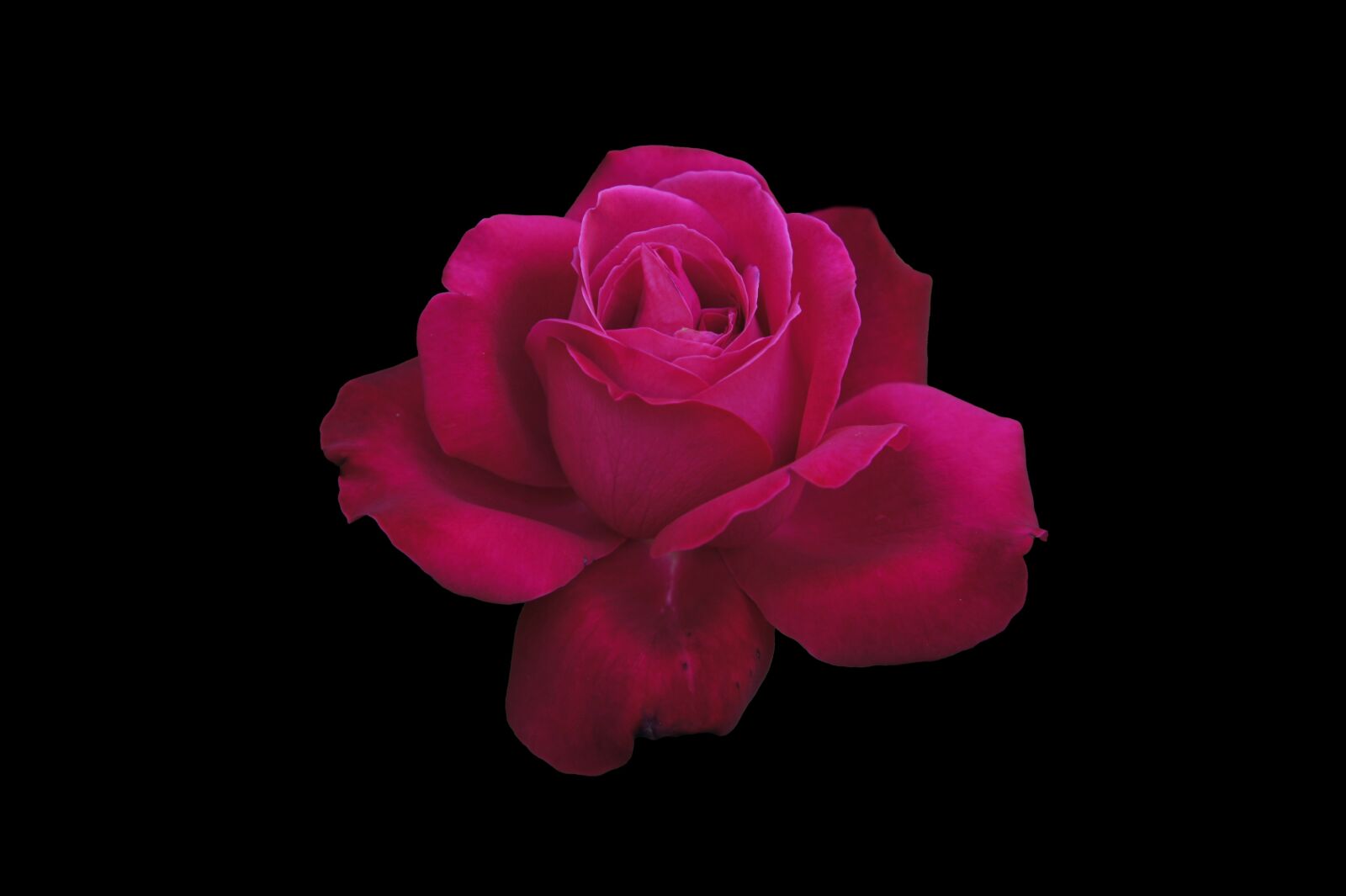 Sony Alpha NEX-3 + Sony E 18-55mm F3.5-5.6 OSS sample photo. Pink, roses, flowers photography