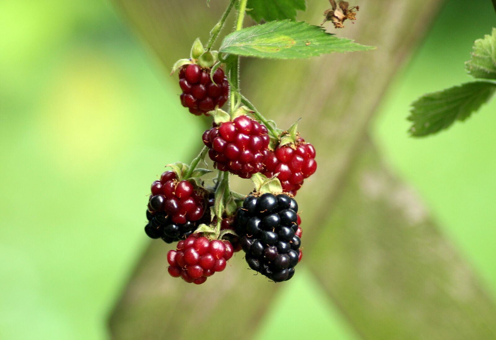 Canon EOS 1200D (EOS Rebel T5 / EOS Kiss X70 / EOS Hi) sample photo. Blackberries, fruit, red photography