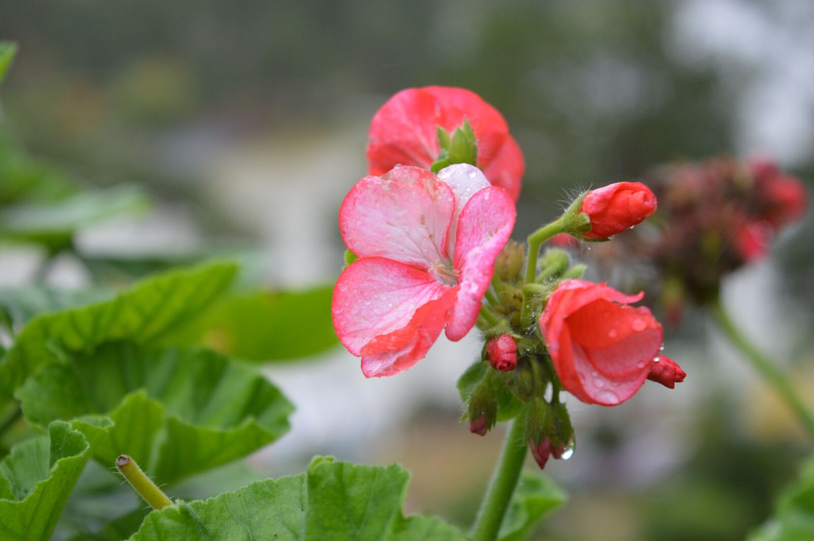 Nikon D3200 sample photo. Flower, natural, blossom photography
