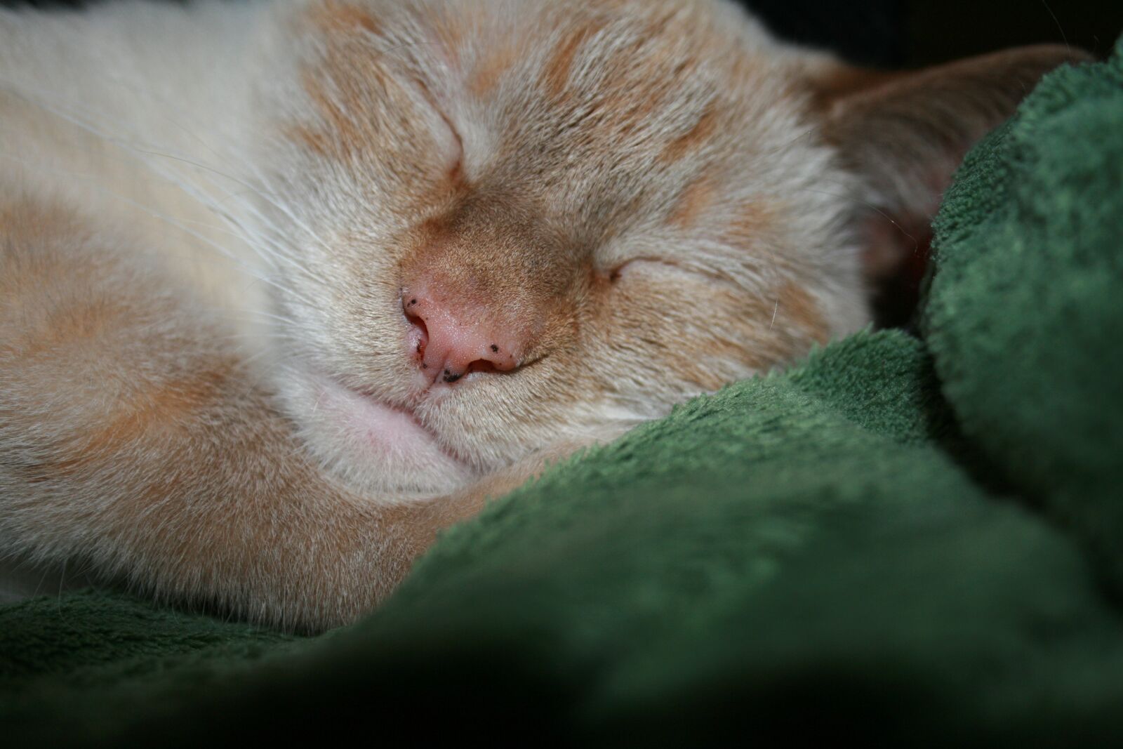 Canon EOS 400D (EOS Digital Rebel XTi / EOS Kiss Digital X) sample photo. Cat, siamese, animal photography