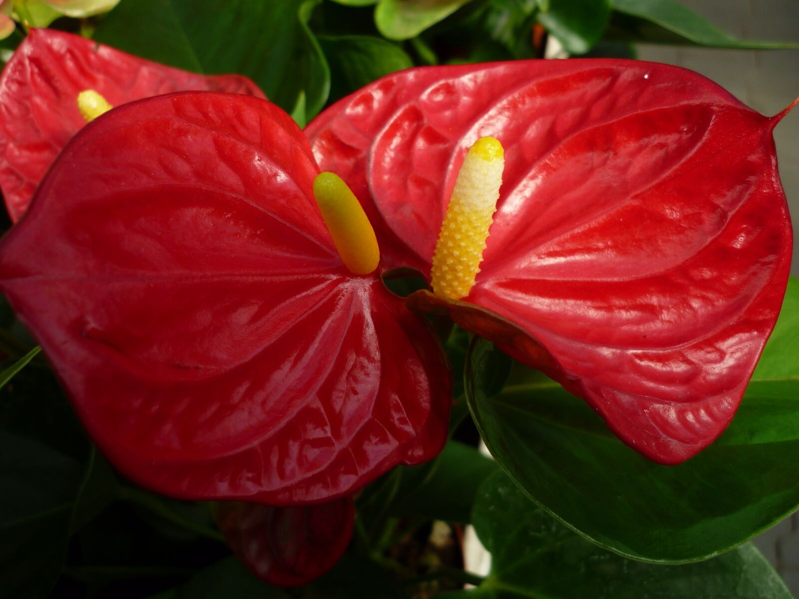 Panasonic Lumix DMC-FS6 sample photo. Anthurium, flower, red photography