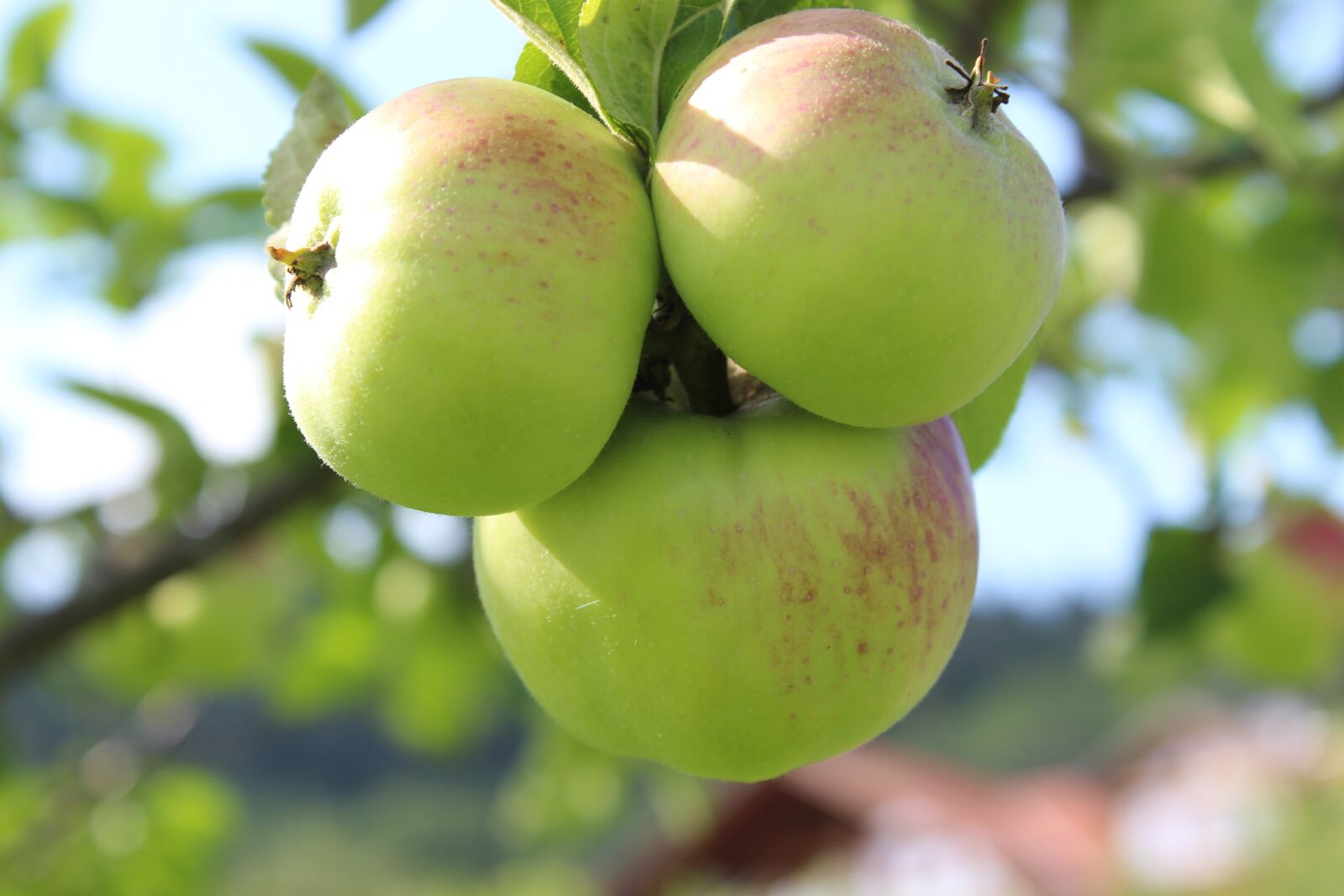 Canon EOS 1300D (EOS Rebel T6 / EOS Kiss X80) sample photo. Apple, apple tree, fruit photography
