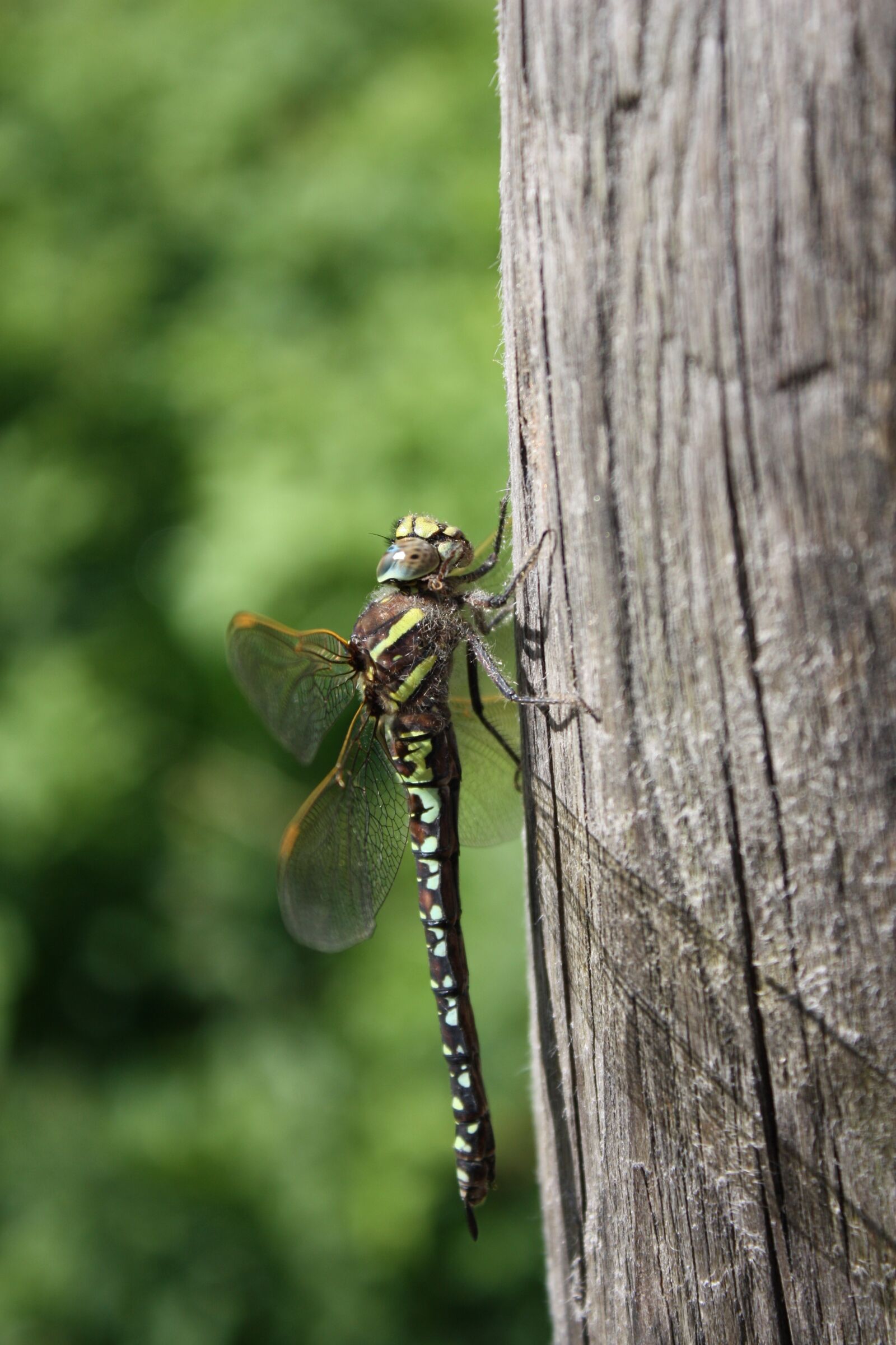 Canon EOS 450D (EOS Rebel XSi / EOS Kiss X2) sample photo. Dragonfly, insect, tree photography