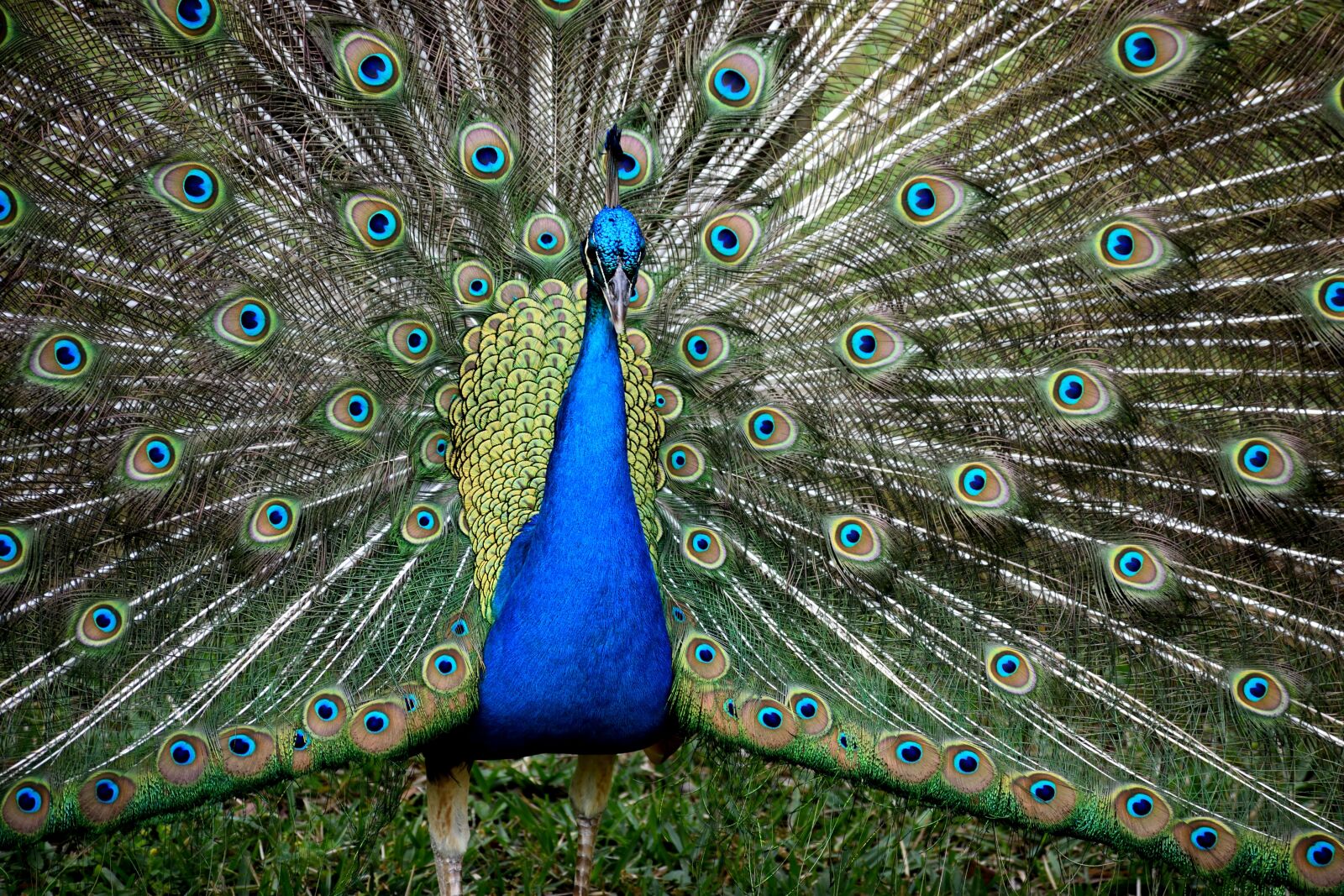 Nikon D3300 sample photo. Peacock, bird, wildlife photography