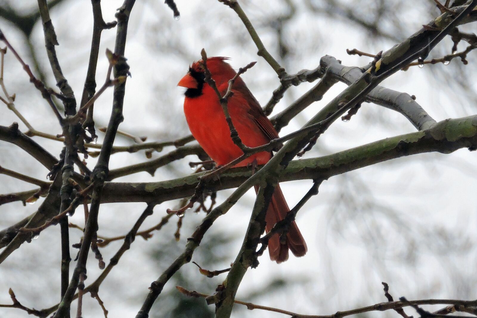 Nikon Coolpix P530 sample photo. Arlington, bird, cardinal, snow photography