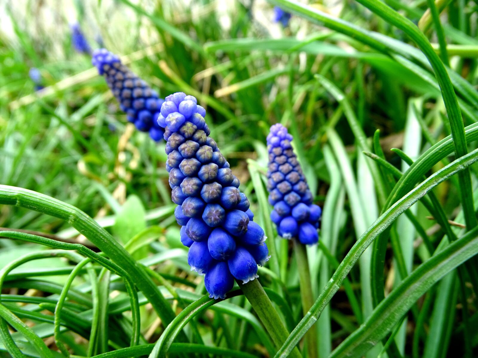 Sony Cyber-shot DSC-HX400V sample photo. Muscari, spring flower, common photography