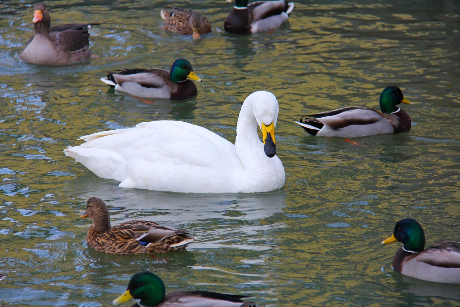 Canon EF-S 18-200mm F3.5-5.6 IS sample photo. Pond, lake, swans photography