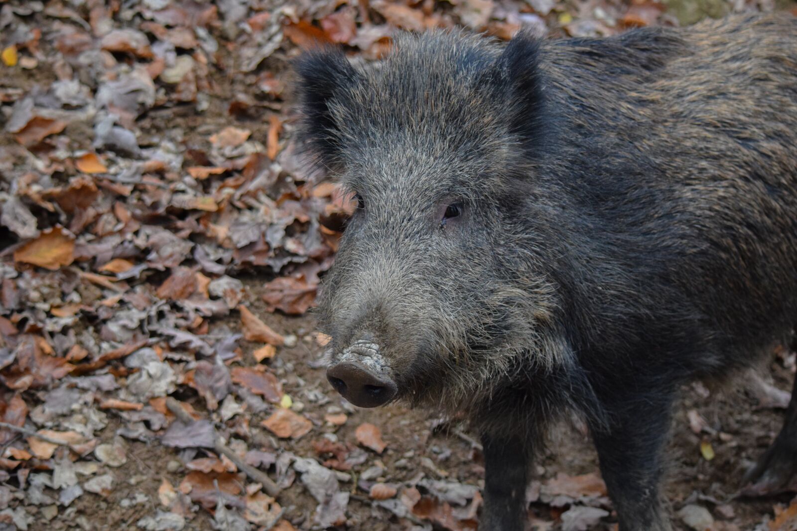 Nikon D5300 sample photo. Wild boar, animal, hog photography