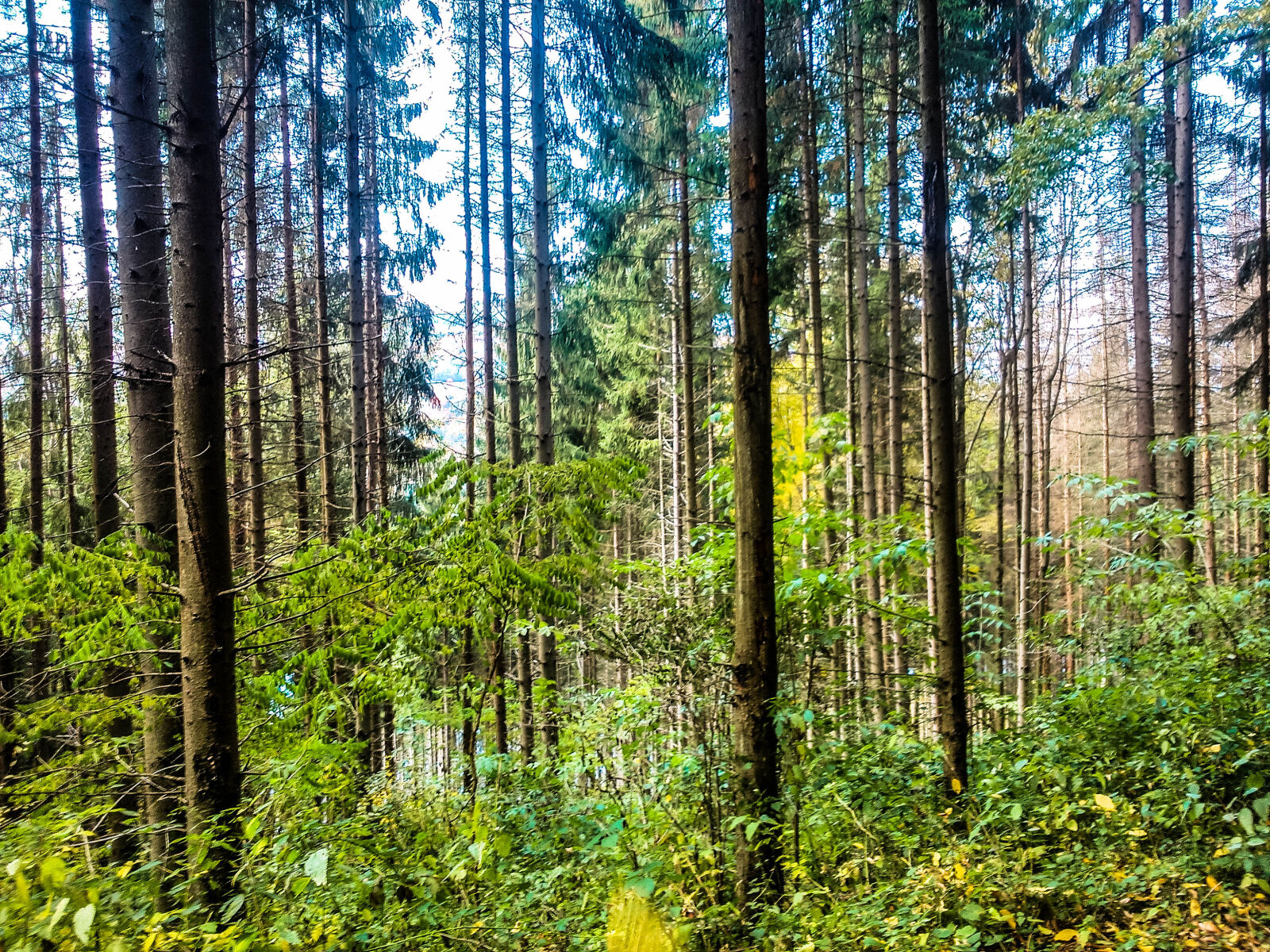 Sony Xperia L sample photo. Forest photography
