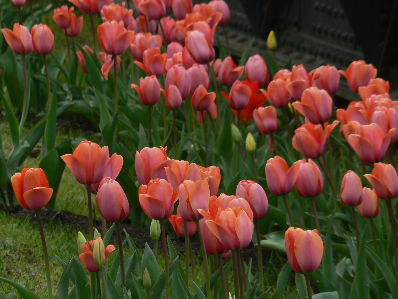 Panasonic DMC-FZ7 sample photo. Tulips, nature, flower photography