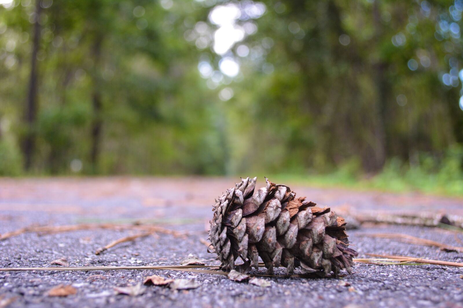 Nikon D5200 sample photo. Nature, trail, landscape photography