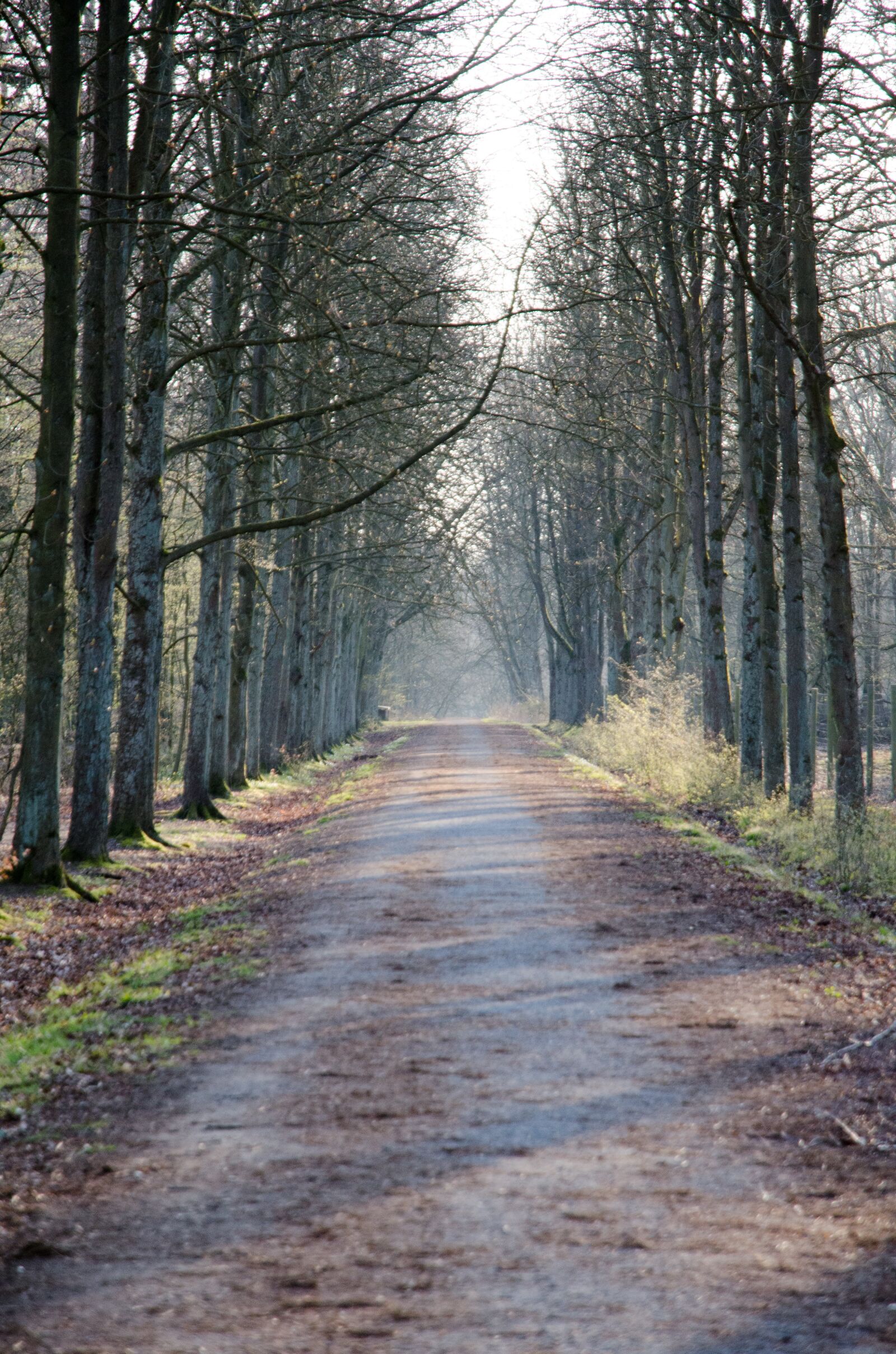 Nikon D7000 sample photo. Forest, tree, nature photography
