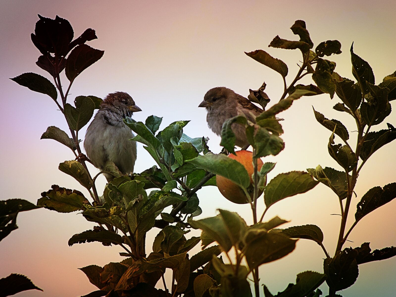 Nikon D3300 sample photo. Animals, nature, leaf photography