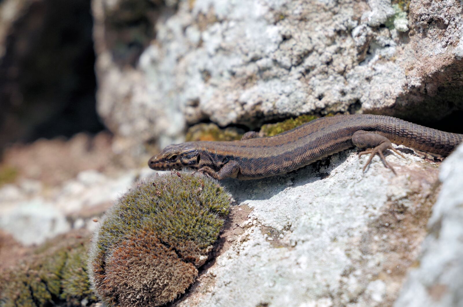 Pentax K-50 sample photo. Lizard, reptile, animal photography