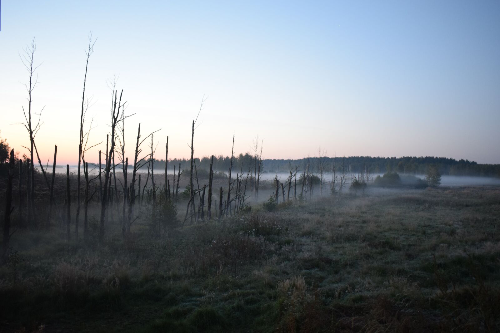 Nikon D3300 sample photo. Morning, foggy, fog photography