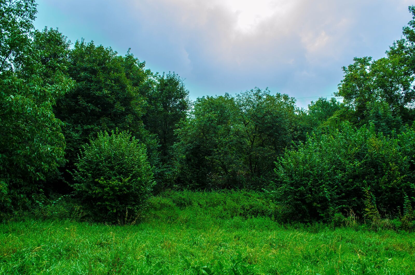 Nikon D5100 sample photo. Nature, green, meadow photography