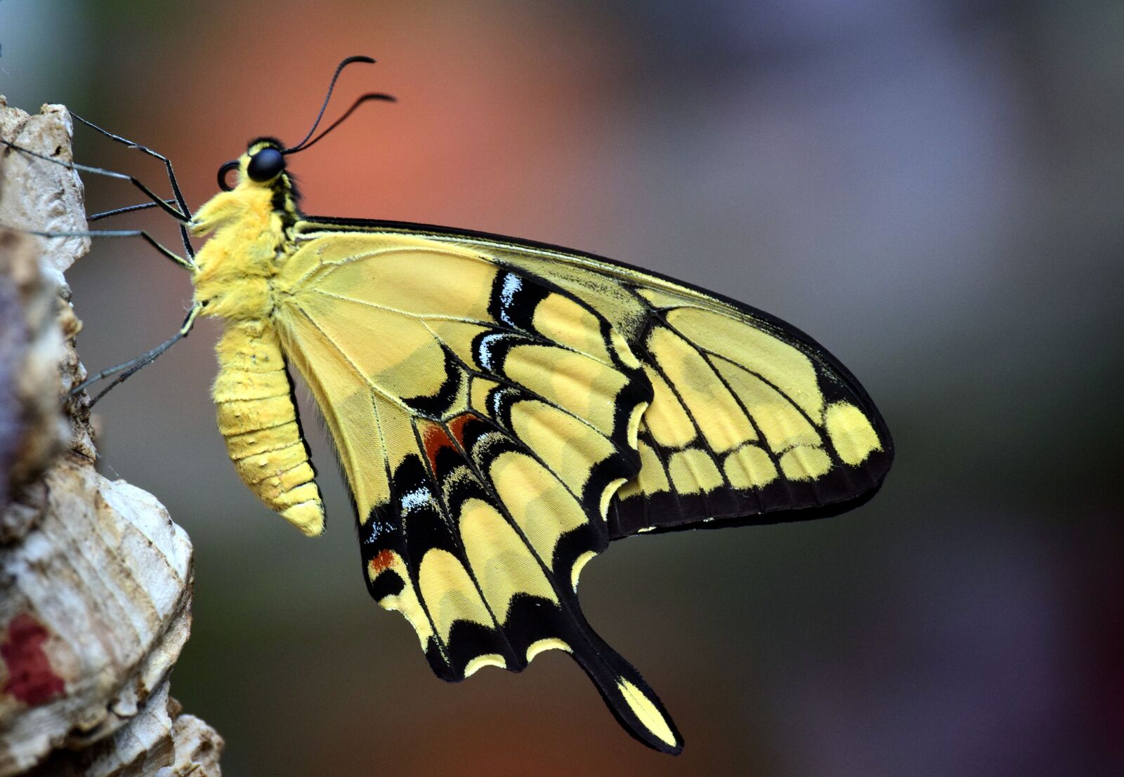 Nikon D3300 sample photo. Dovetail, papilio machaon, butterfly photography