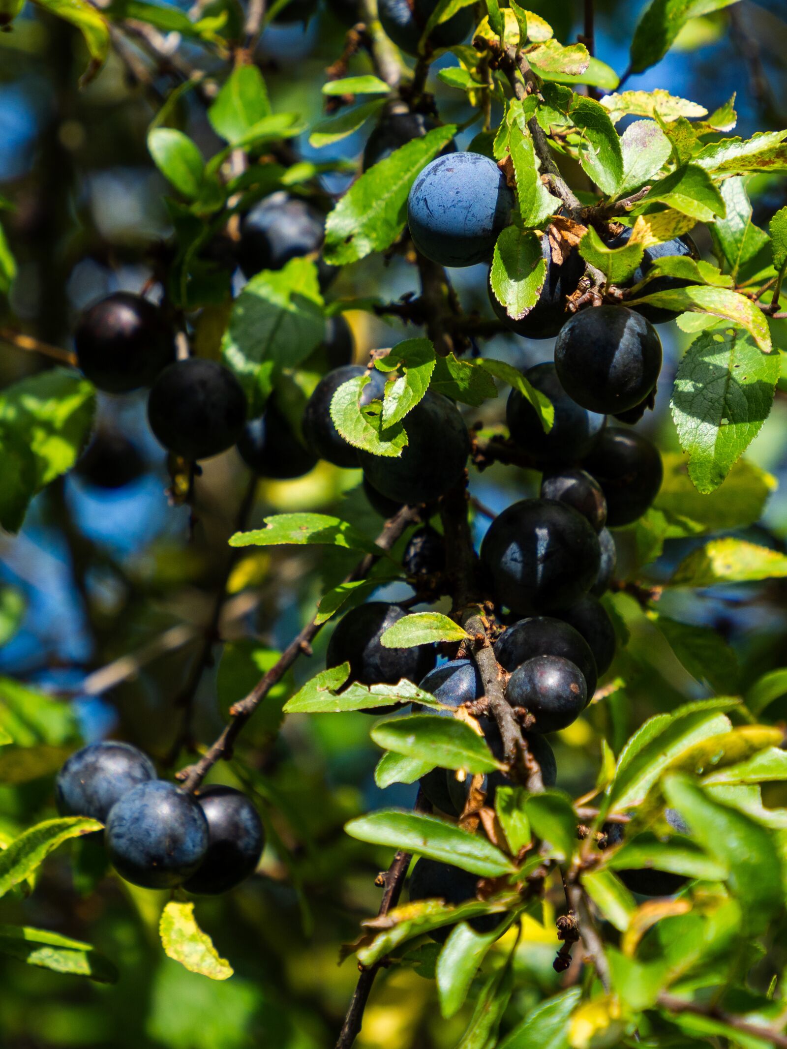 Olympus OM-D E-M10 III sample photo. Blackthorn, bush, berries photography
