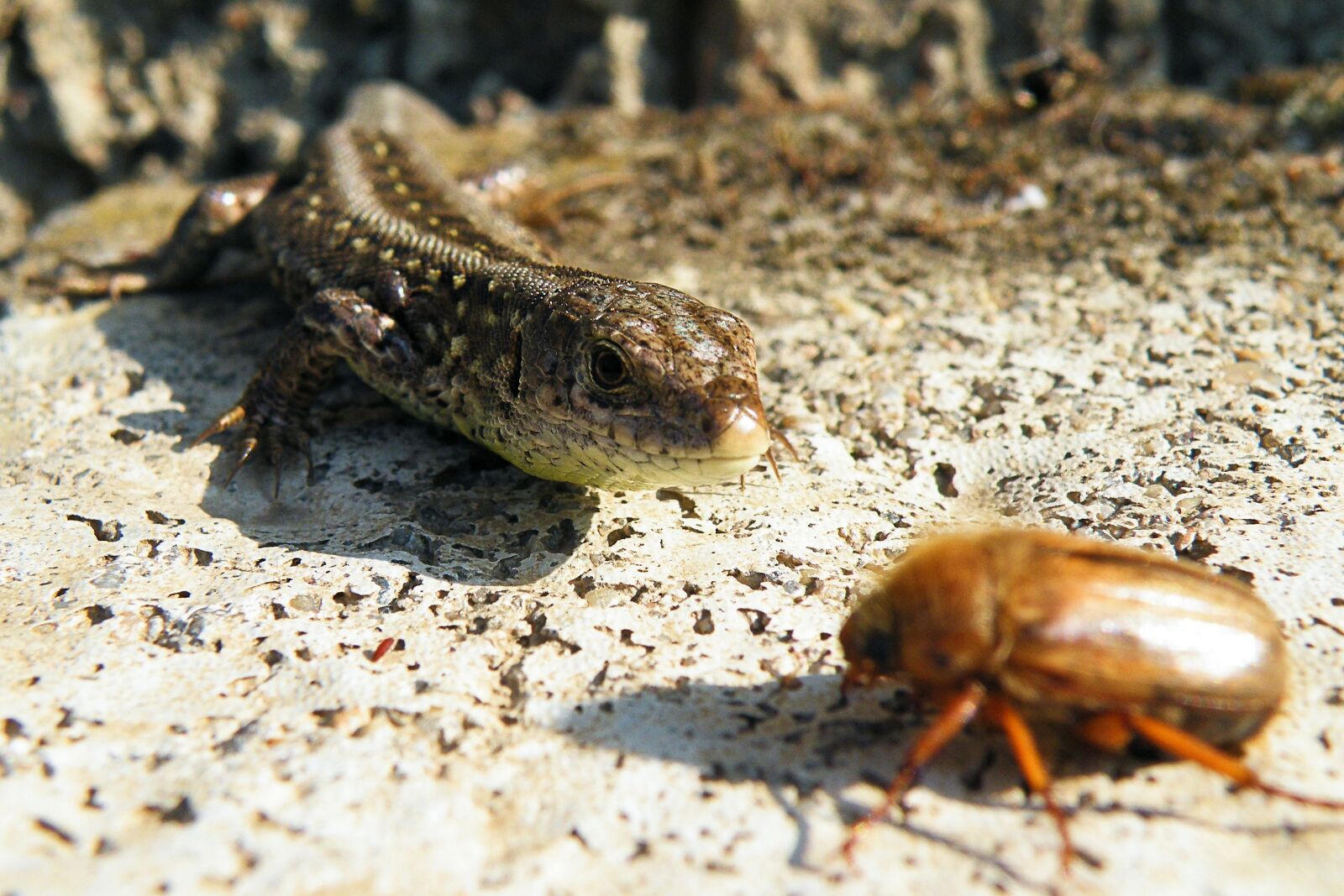 Fujifilm FinePix S8100fd sample photo. Lizard, sand lizard, maik photography