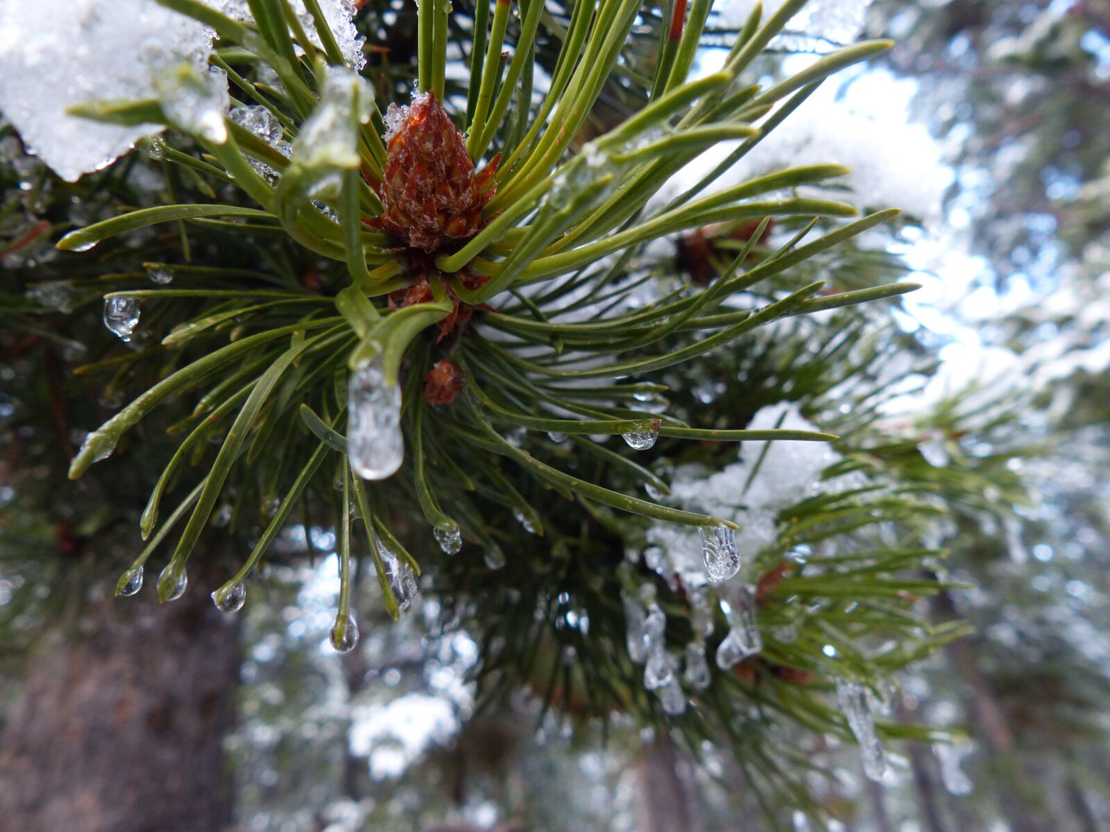 Panasonic Lumix DMC-FZ200 sample photo. Colorado, snow, pine photography