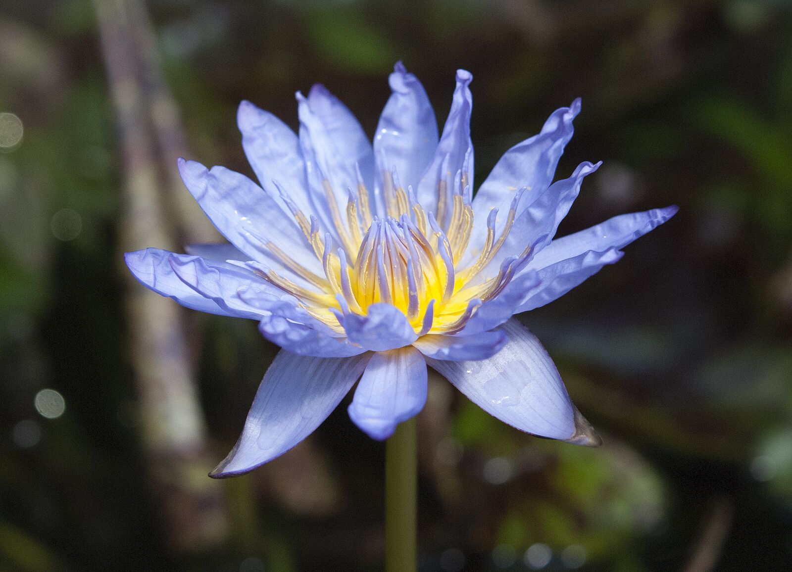 Nikon D80 sample photo. Water lily, nature, garden photography