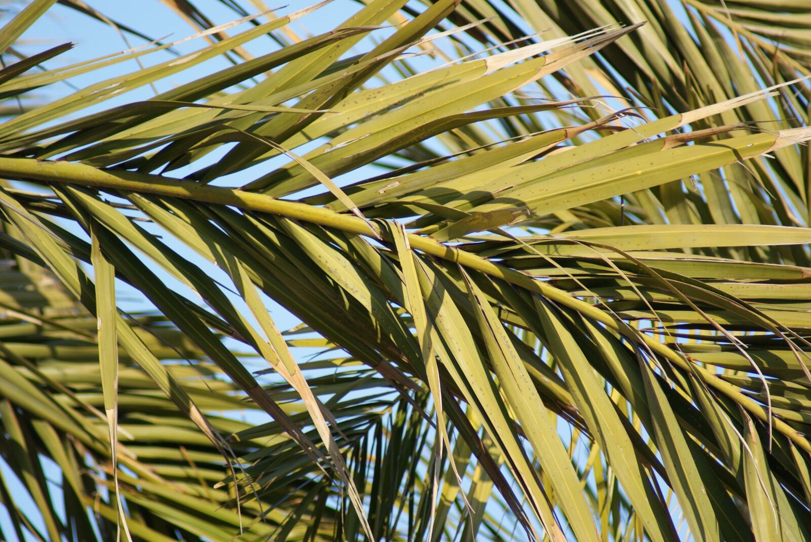 Sony Alpha DSLR-A200 sample photo. Palm tree, wood, nature photography