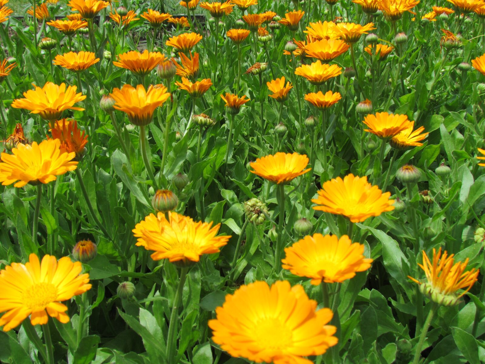Canon PowerShot SX30 IS sample photo. Field, flowery, yellow photography