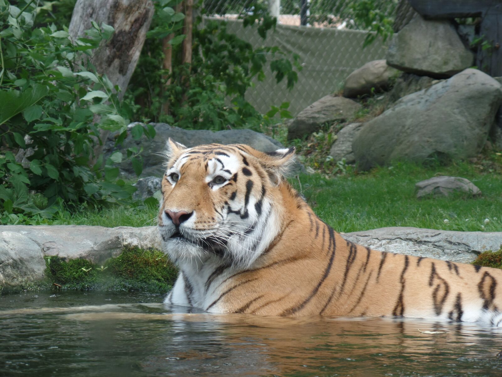 Samsung WB350F/WB351F/WB352F sample photo. Tigress, nature, zoo photography