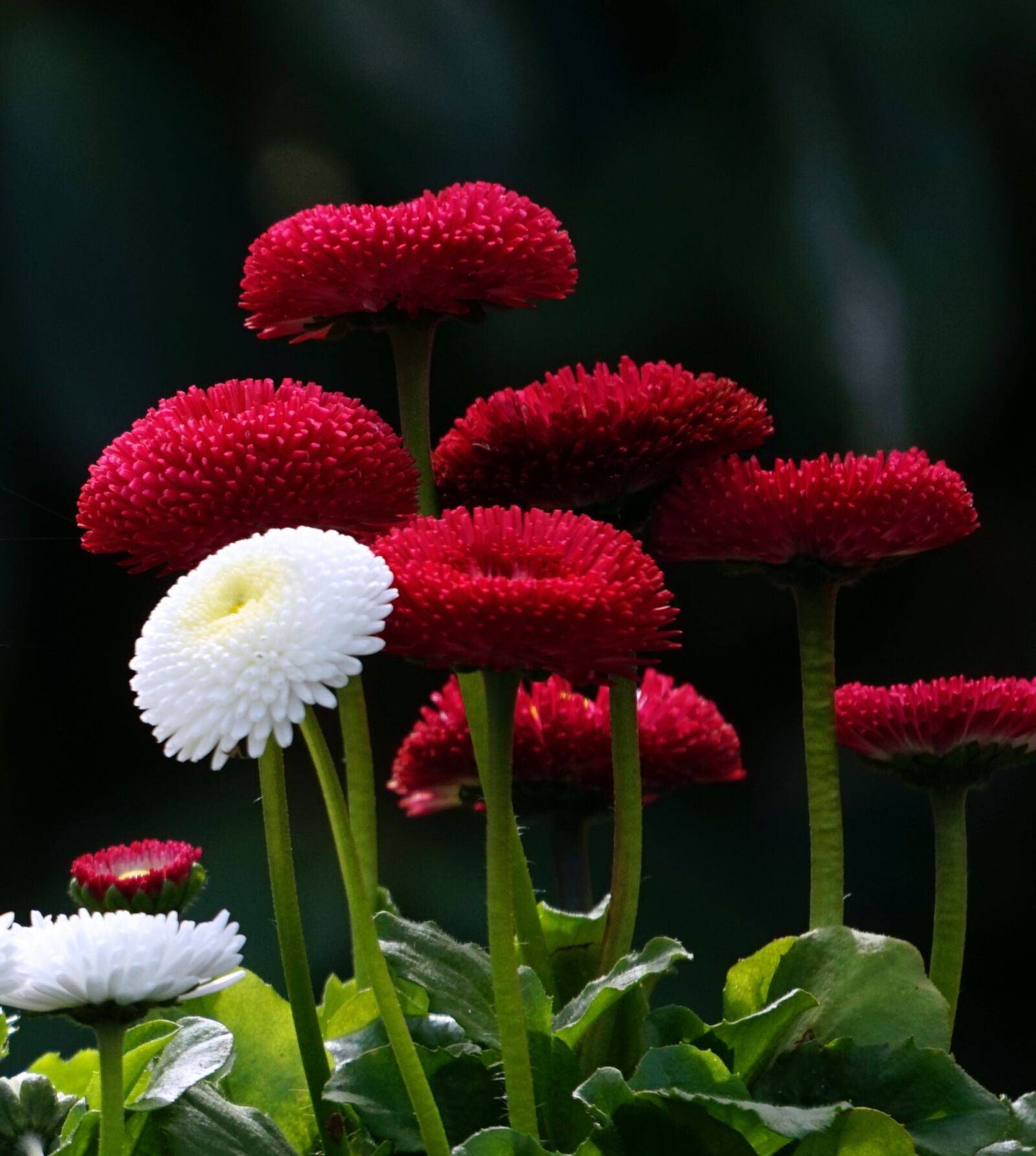 Sony Alpha a5000 (ILCE 5000) + Sony E 55-210mm F4.5-6.3 OSS sample photo. Flower, nature, plant photography