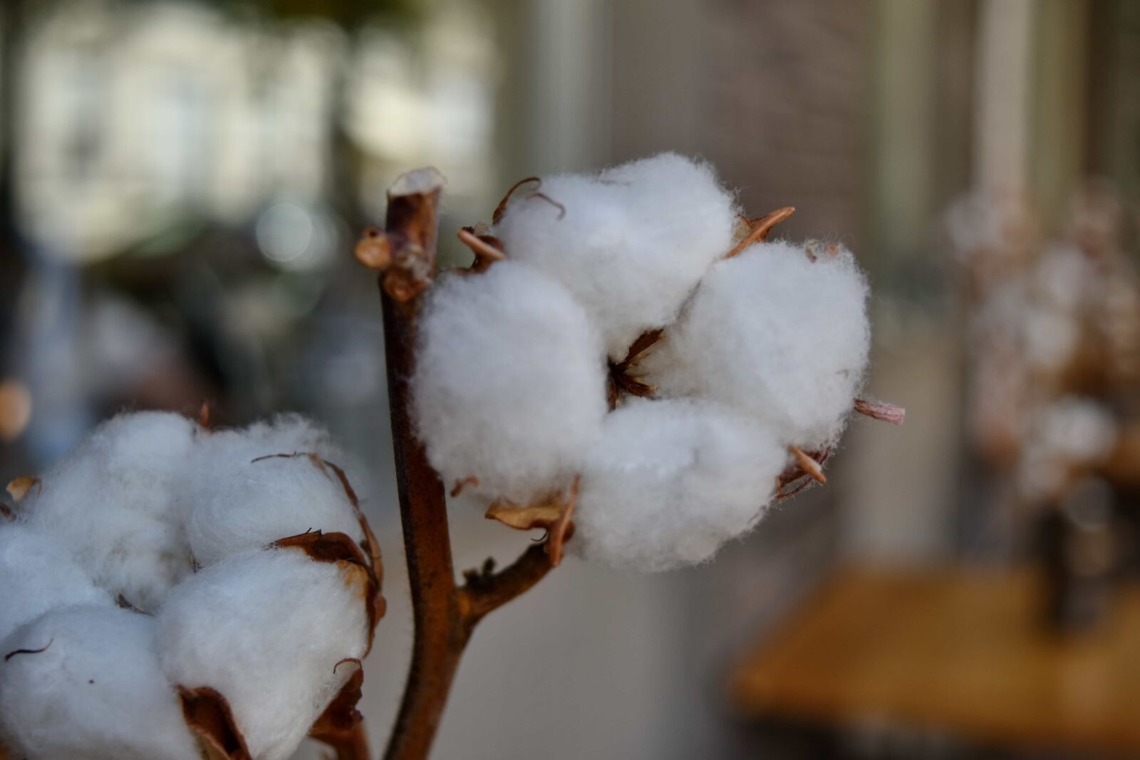 Nikon D5500 sample photo. Branches, cotton, cotton grass photography
