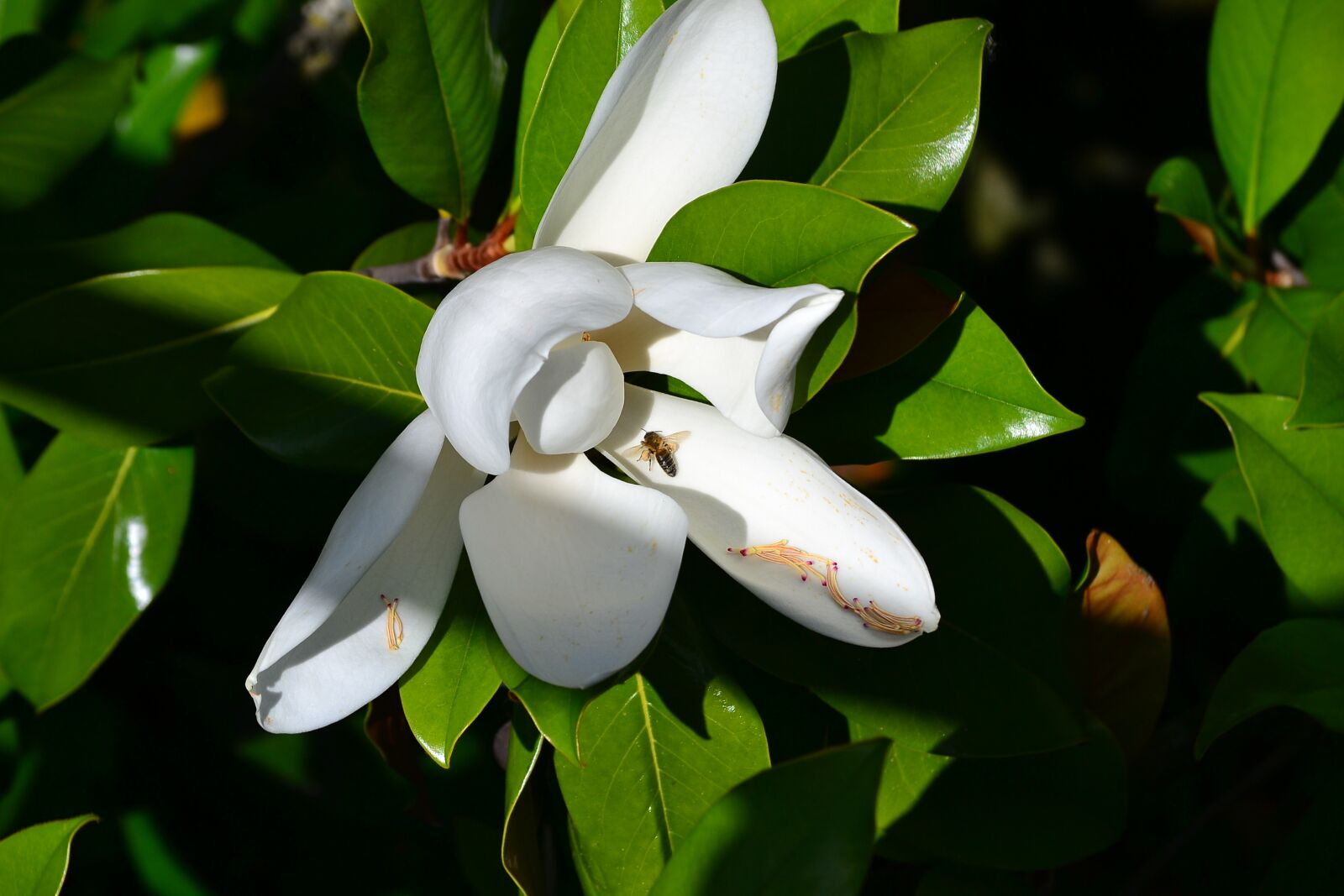 Nikon D3100 sample photo. Flower, white, spring photography