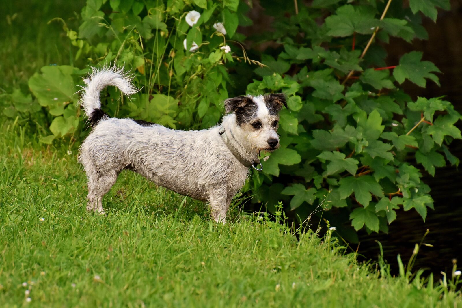 Nikon D7200 sample photo. Dog, small, pet photography
