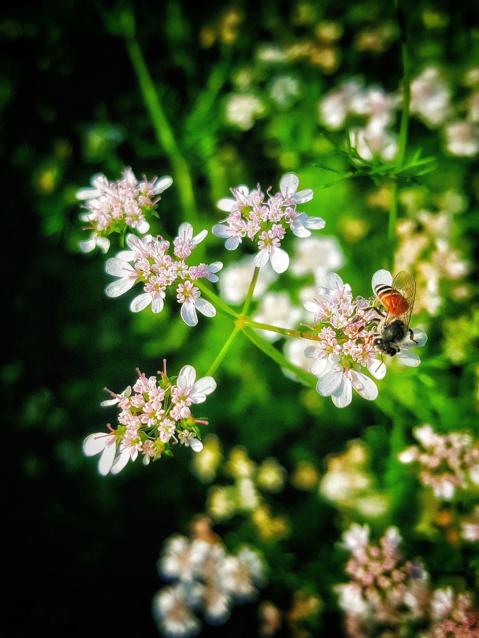 Samsung GALAXY S6 edge sample photo. Flower, nature, flora photography