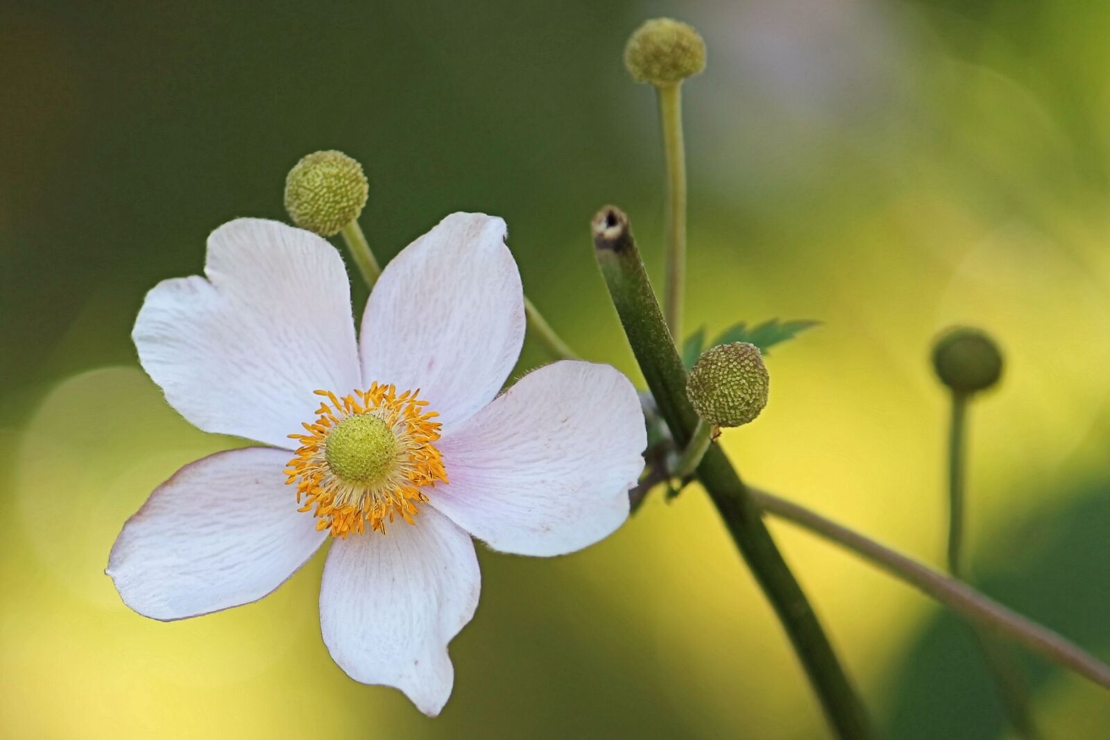 Canon EF-S 55-250mm F4-5.6 IS II sample photo. Anemone, fall anemone, blossom photography