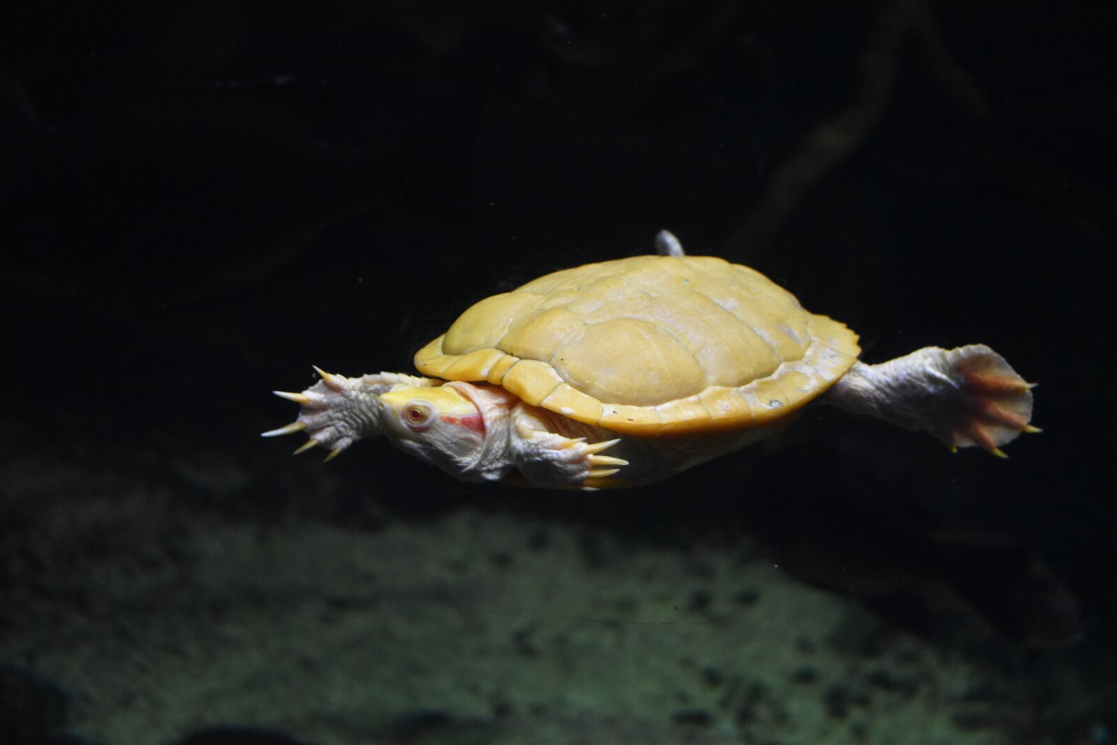 Nikon D5600 sample photo. Aquarium, turtle, reptile photography