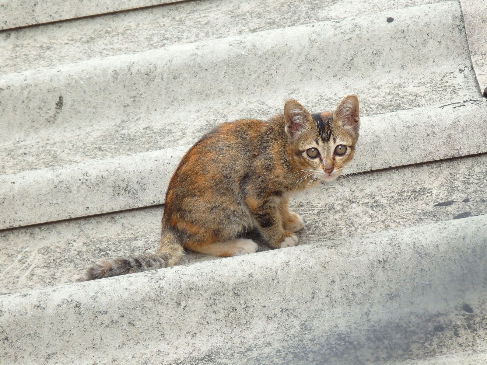 Olympus SZ-16,DZ-105 sample photo. Cat, roof, animal photography