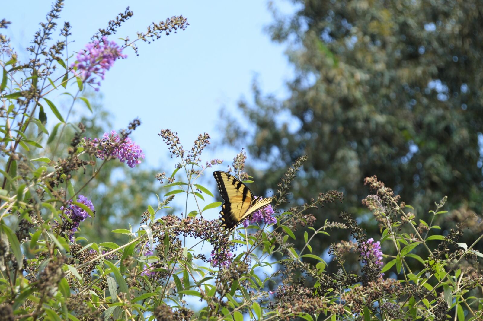 Nikon D3200 sample photo. Butterfly, nature, insect photography